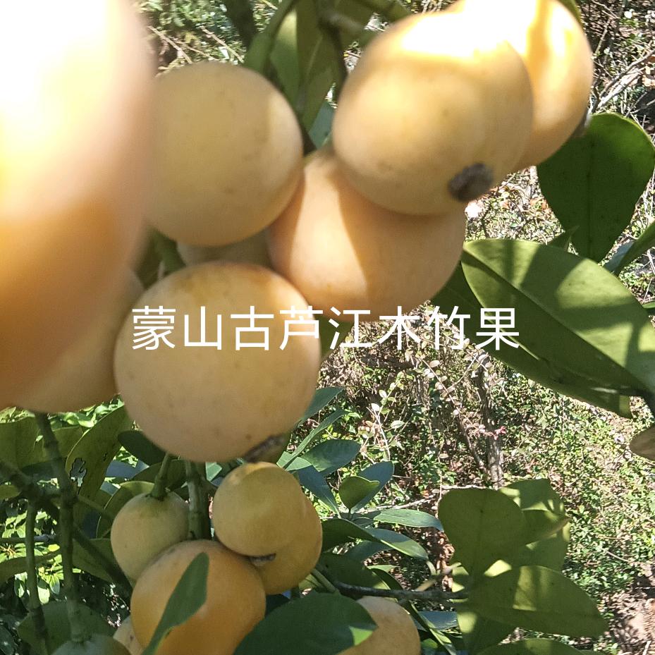 绍芬
