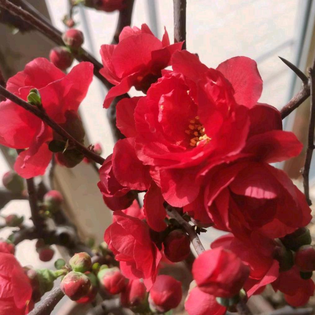 一花！一草！一世界！