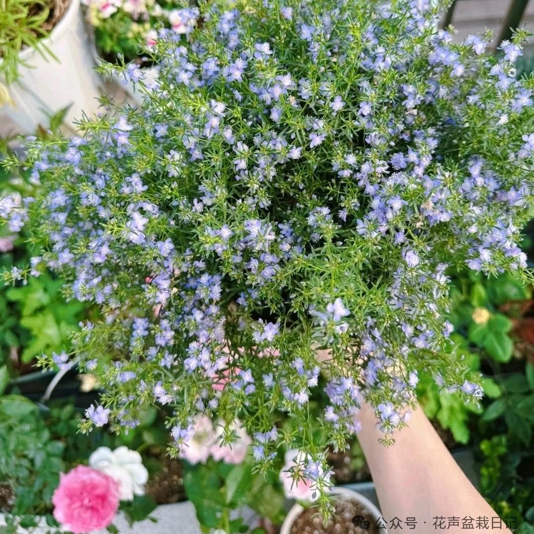 ℘⃝☆李℘⃝三❤️℘⃝少℘⃝□⁸⁰⁵⁵☆