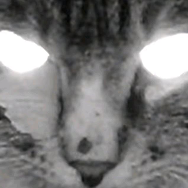 海上机猫