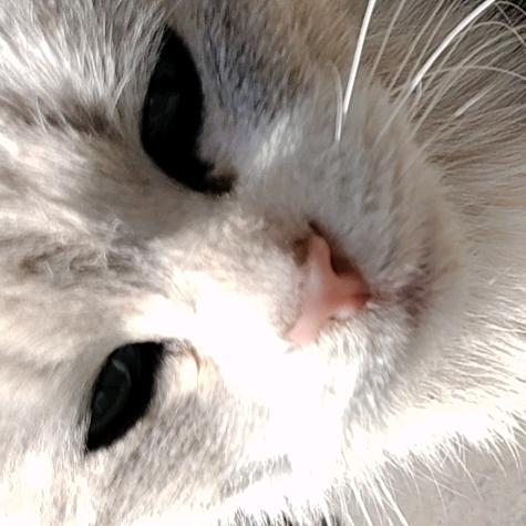 起个名字装大款