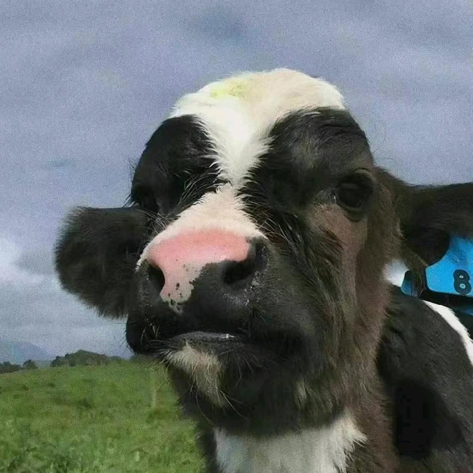 chengcc（无畏契约）