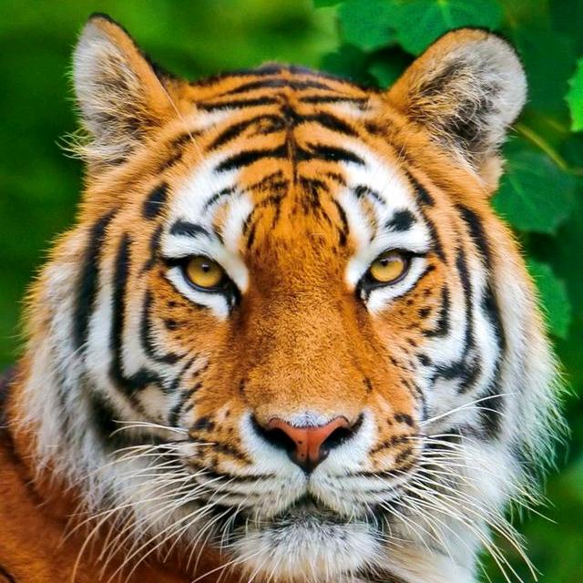 长得不帅照样帅