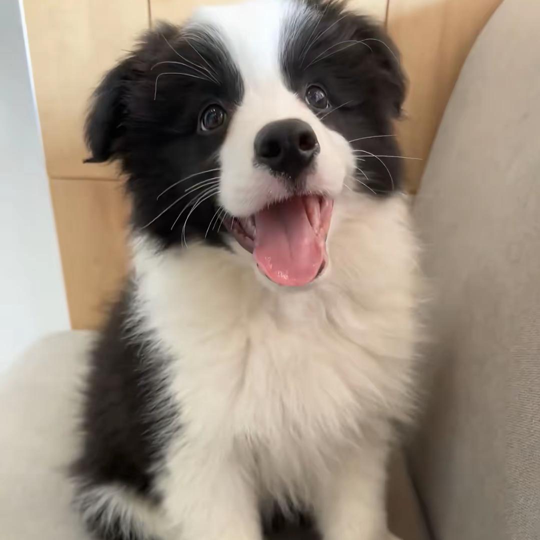 小彬犬舍
