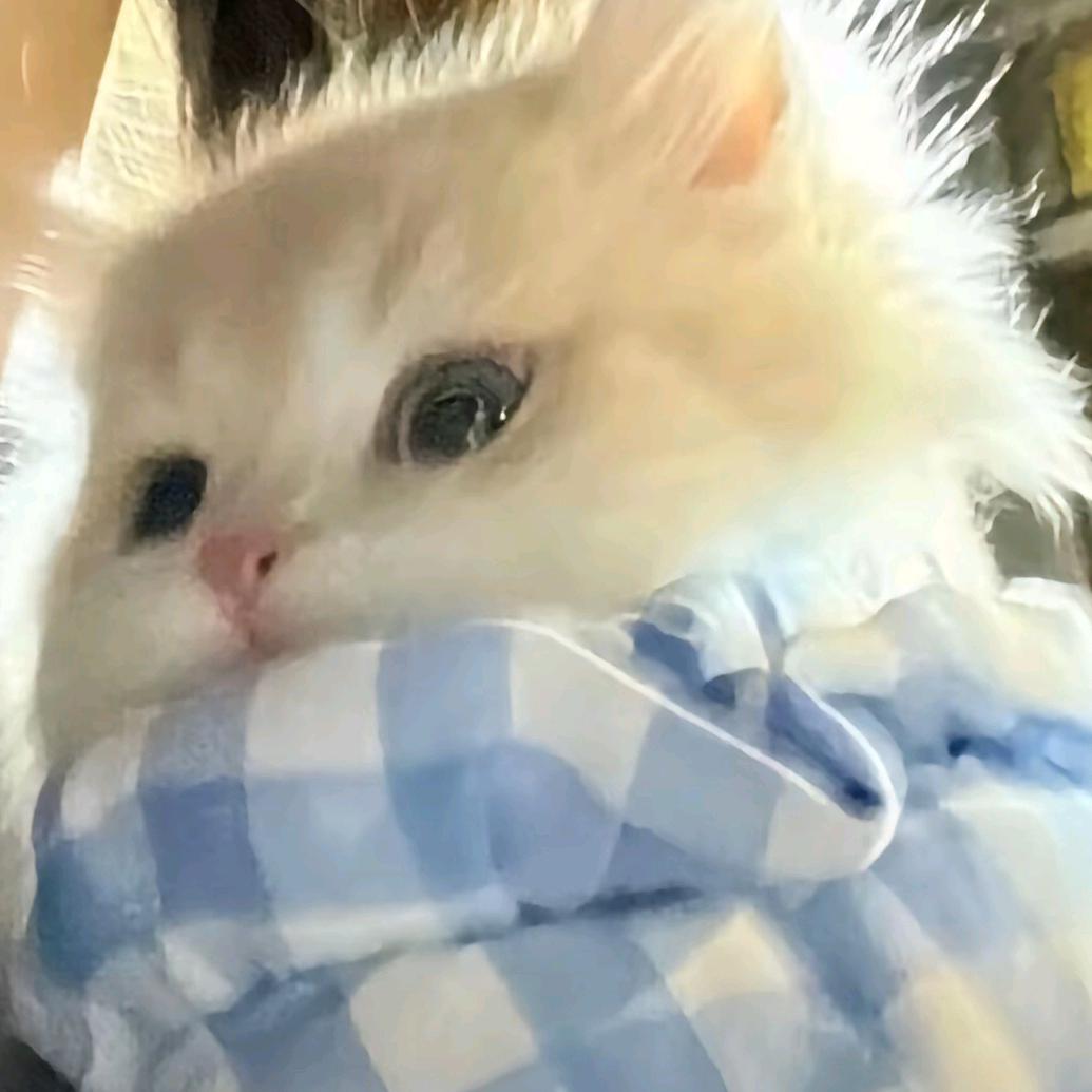 打🏸的小鸡毛