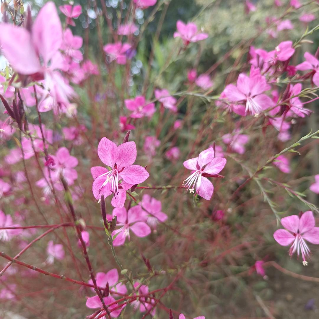 🌹自由之翼🌹