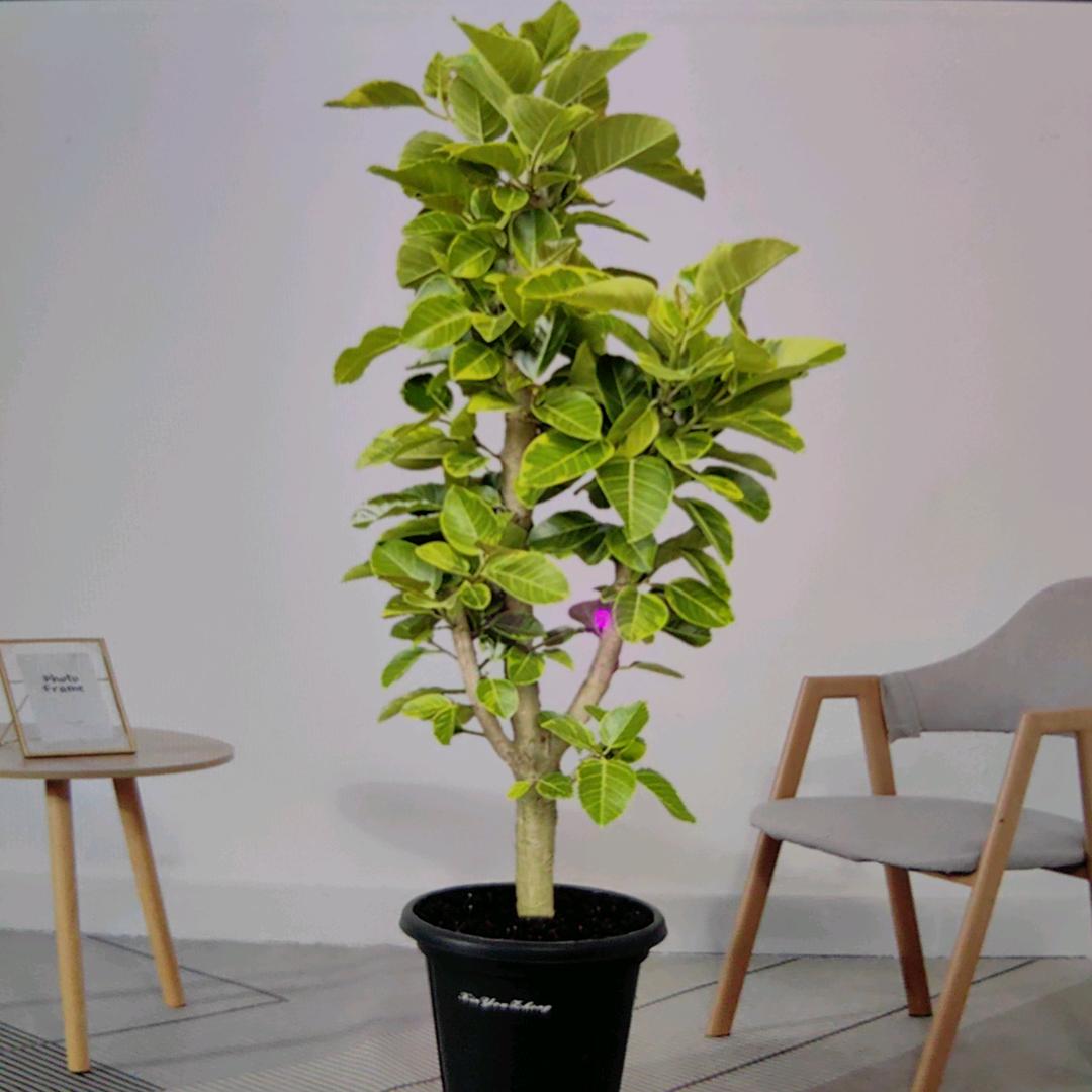 佳大欢喜 绿植花卉基地