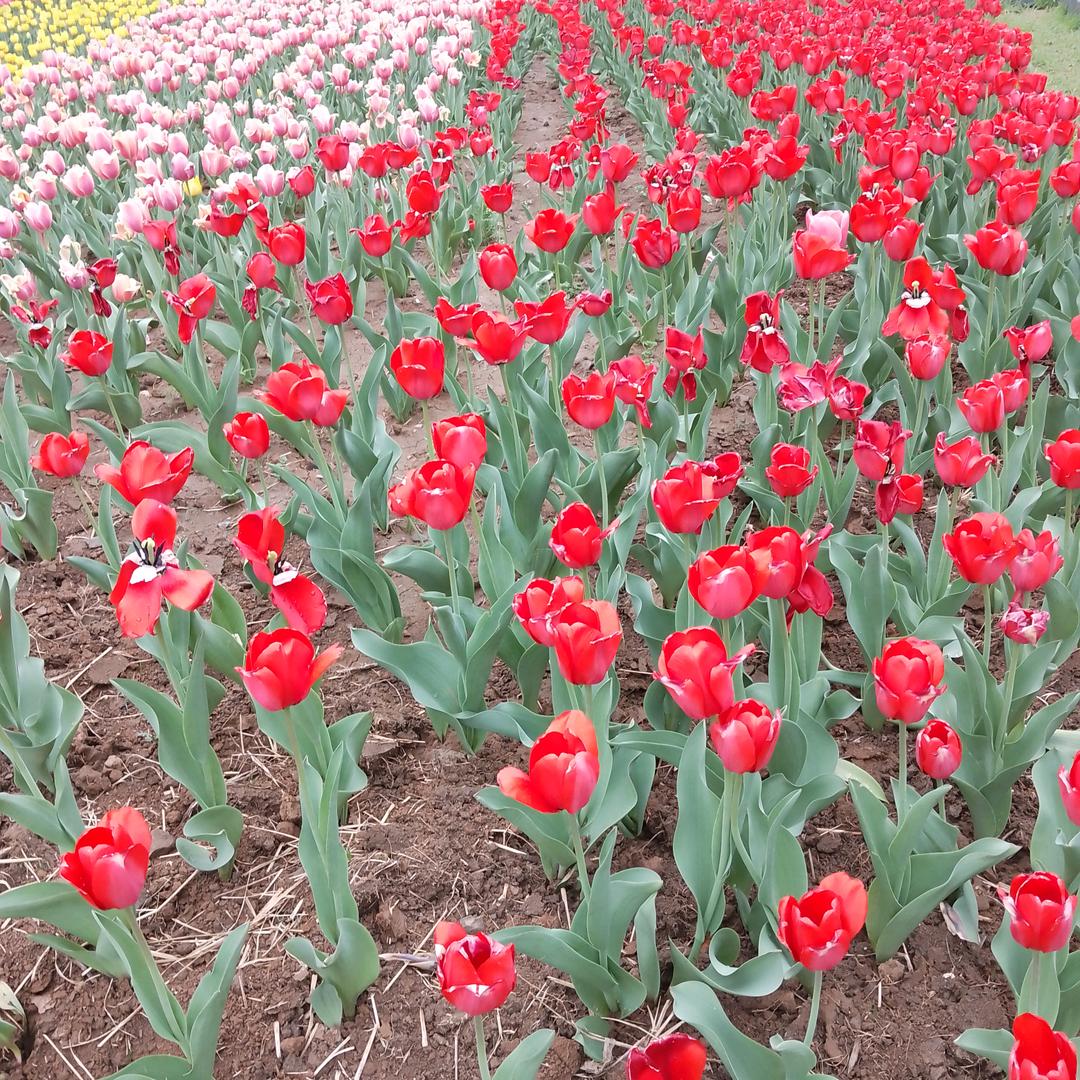 心想事成万事如意