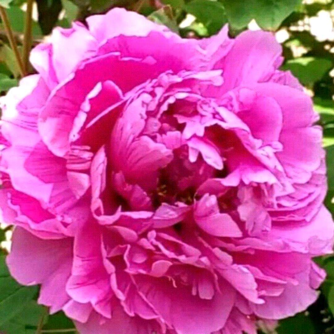 牡丹花