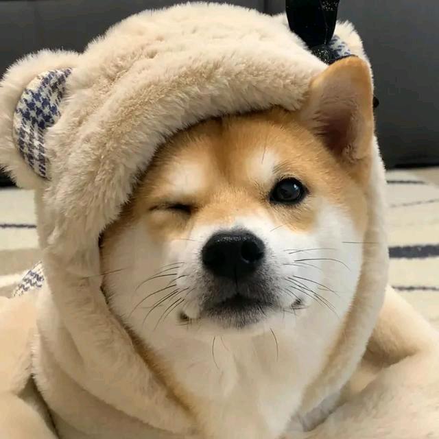 JJ高二狗