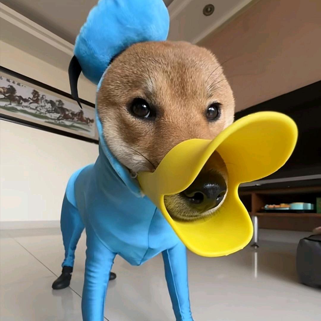 顺顺-