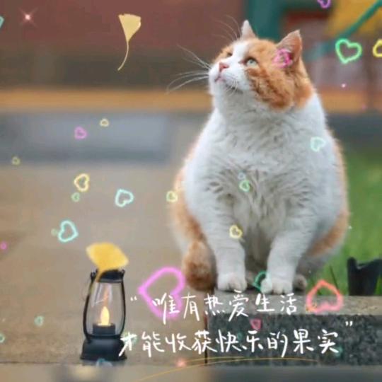 拾光掠花影