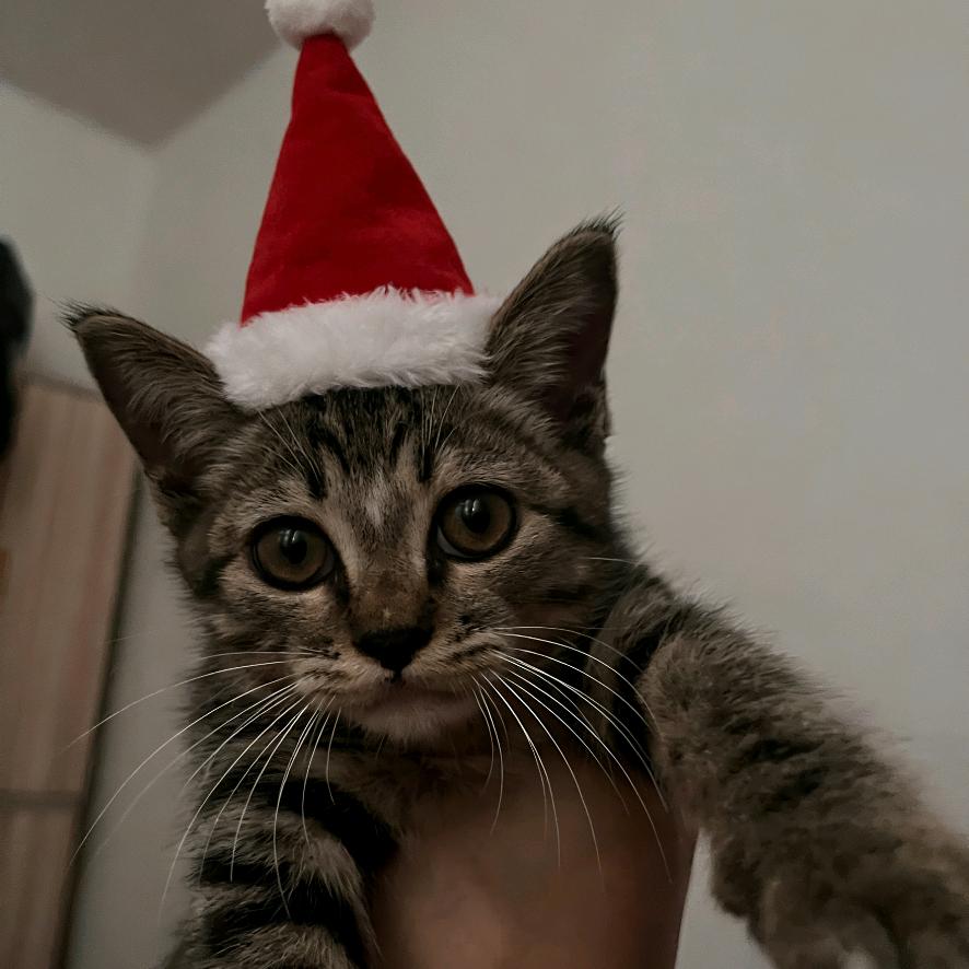 借10块钱吃拼好饭中奖极品咪咪