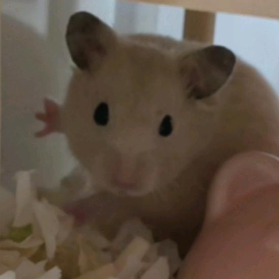 森久茶茶❁