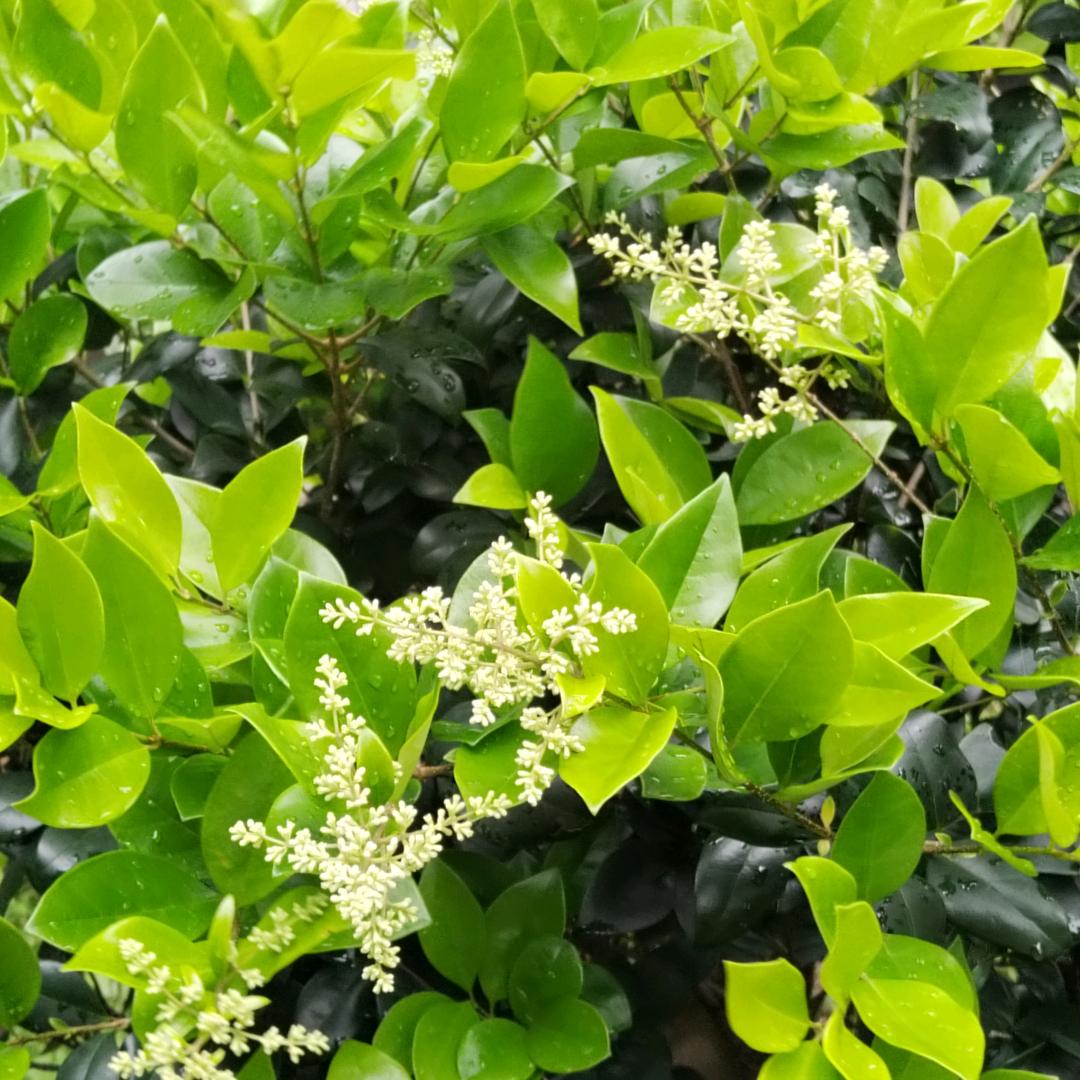 小佳✨ᵏ⁹¹⁹