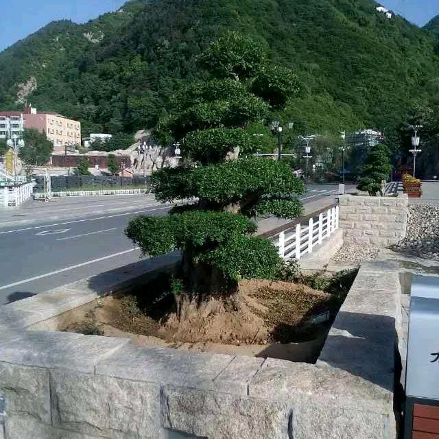 自锋