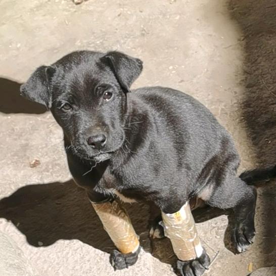 山岗上的 羊🐏（出售放养山羊）