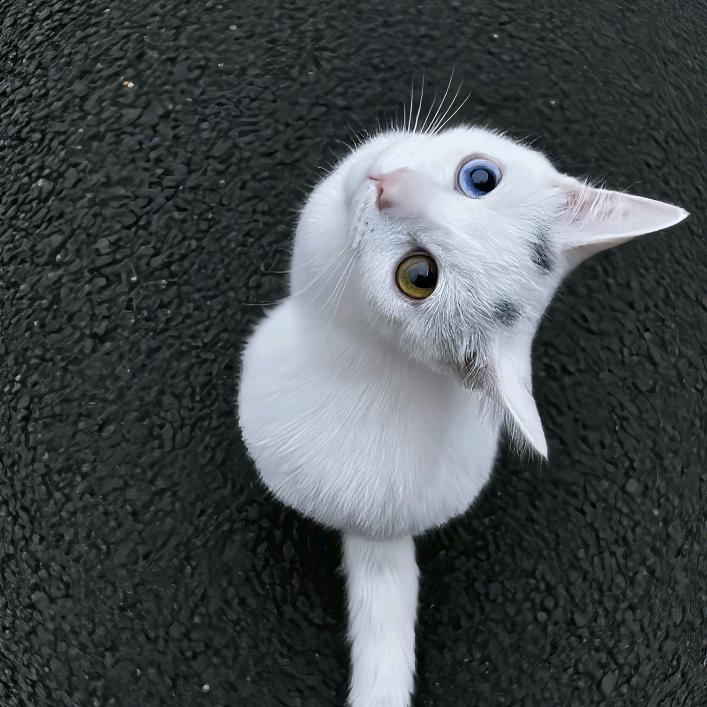 秋岚仙鹤(无畏契约版)