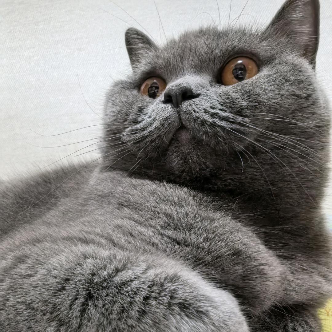 胖懒猫，胖橘猫