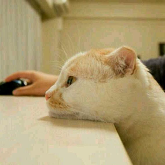 会飞的猪猪侠