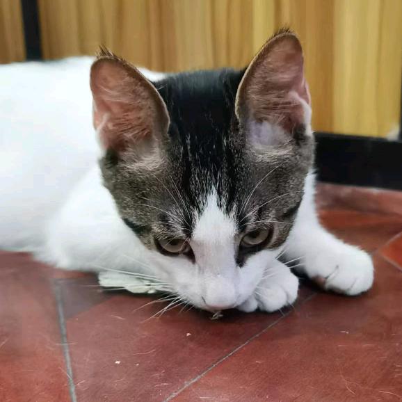 喵汪达人有老王