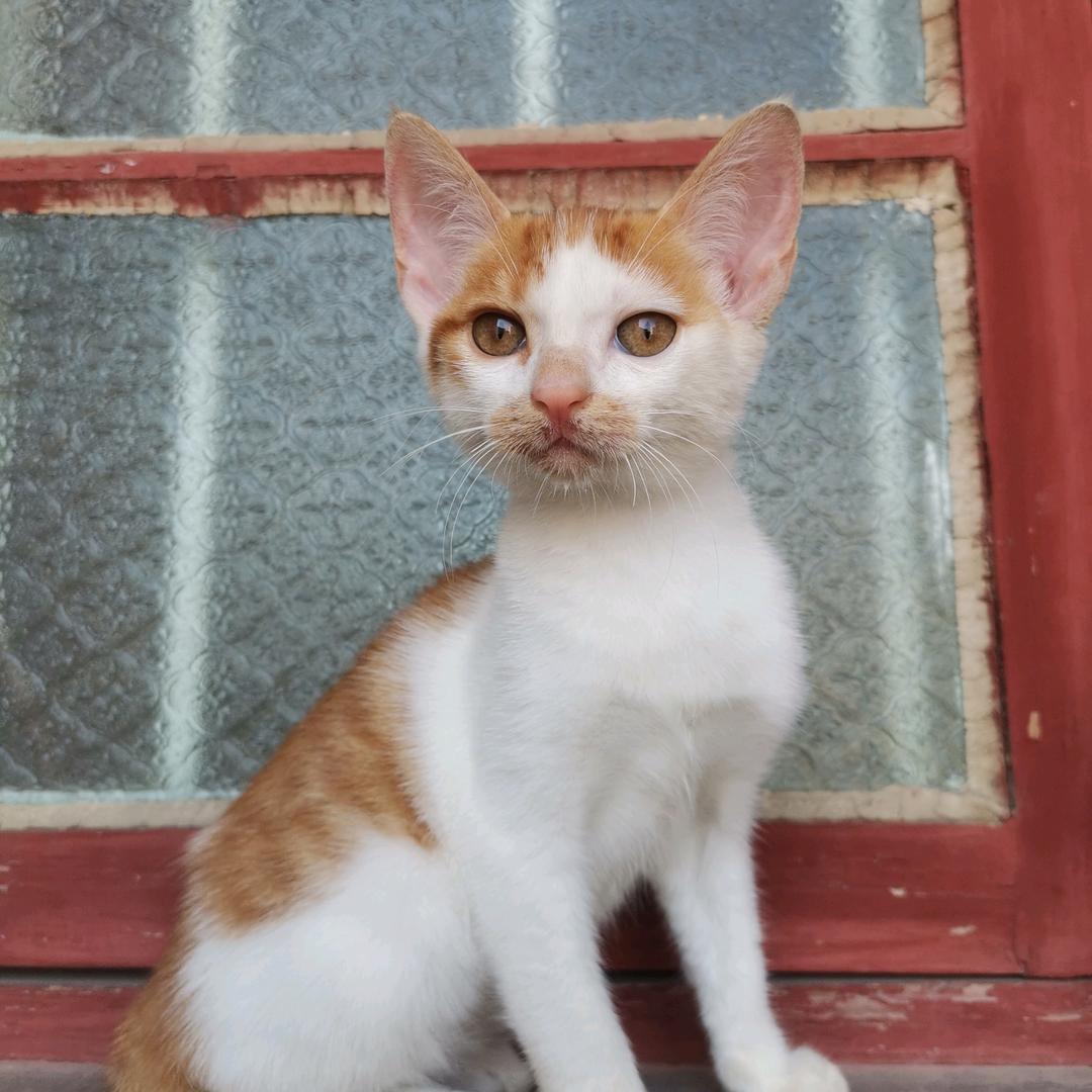 白骆画坊的主理喵