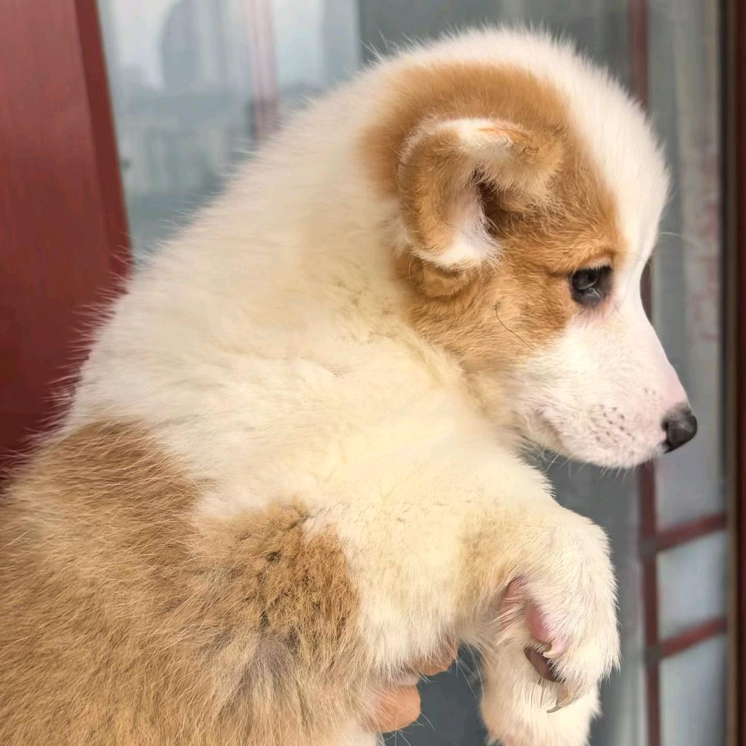 好运爆彭农村幺哥老迷妹