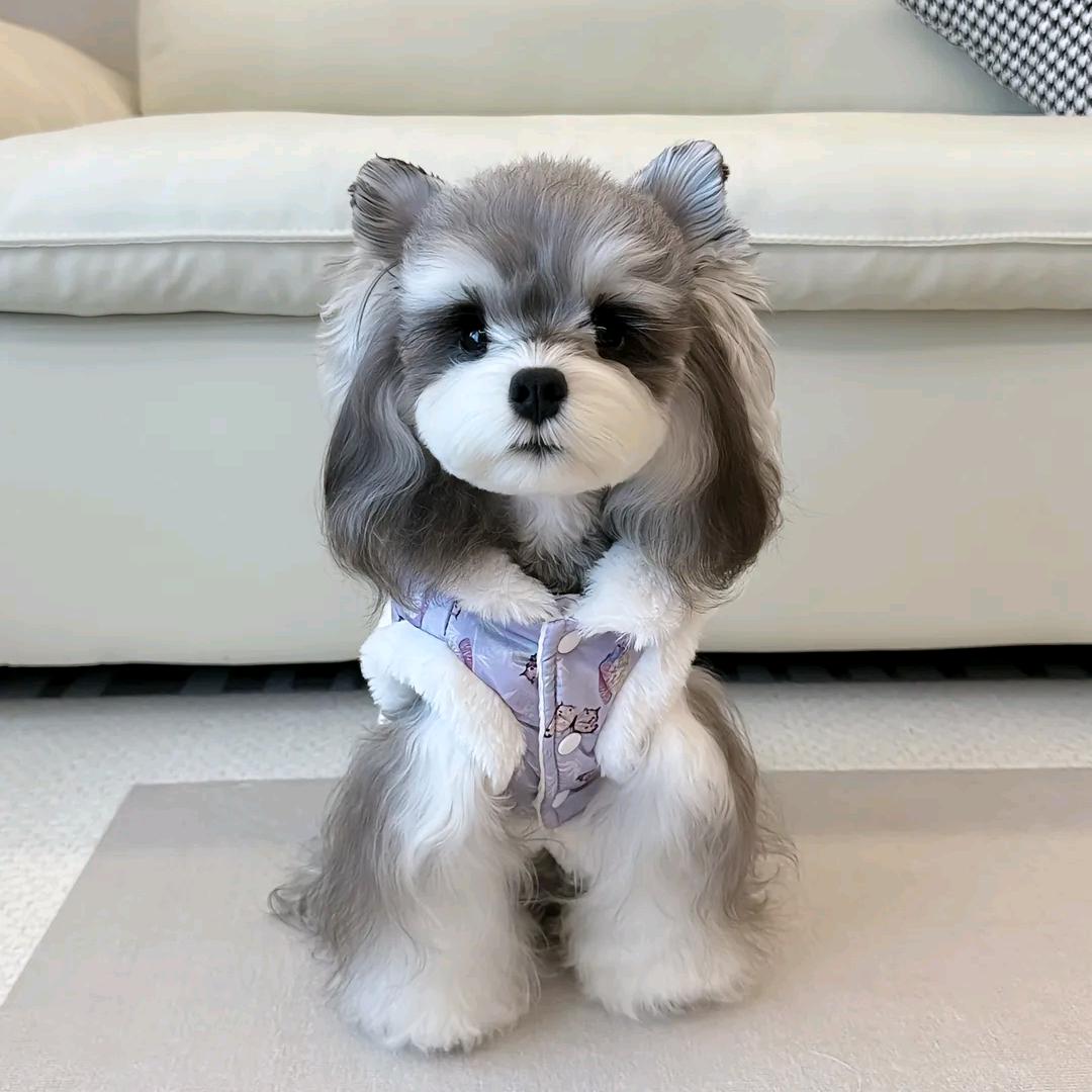 宠宠淘好🐶🐱🐎🐰🐔