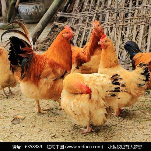 温村猴哥