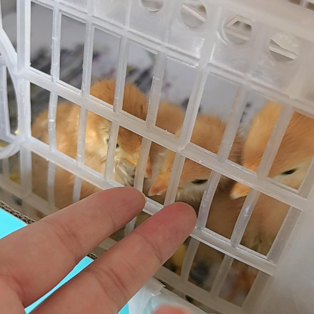 蓝静灵的自救日记