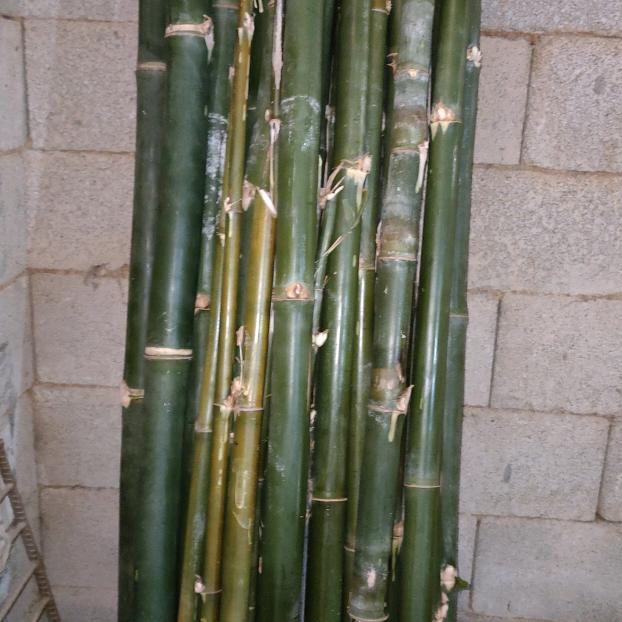 贺州市平桂区人工养殖竹鼠