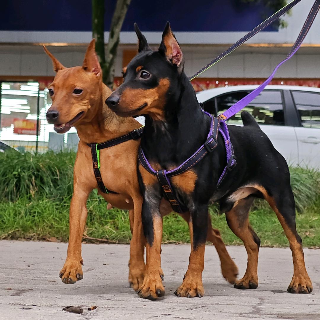 成都迷你宾莎犬舍