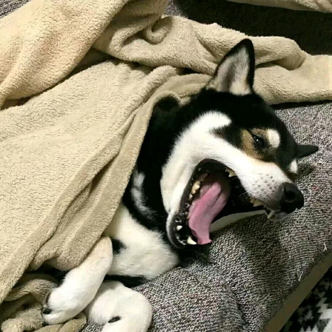 冷🥶少