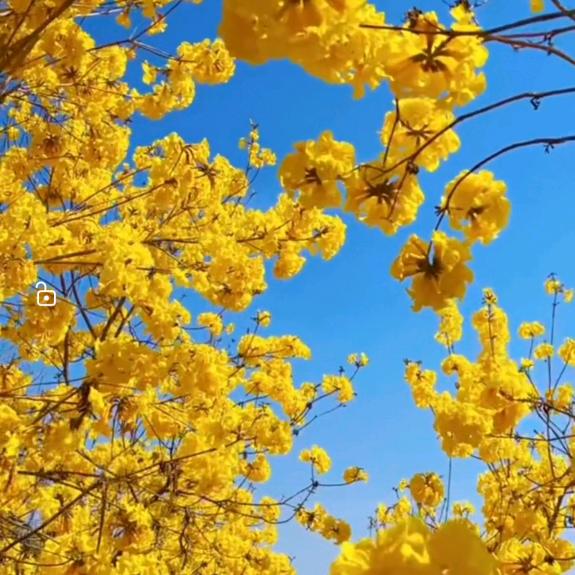 风铃花