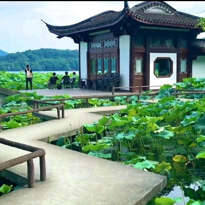 郑哥