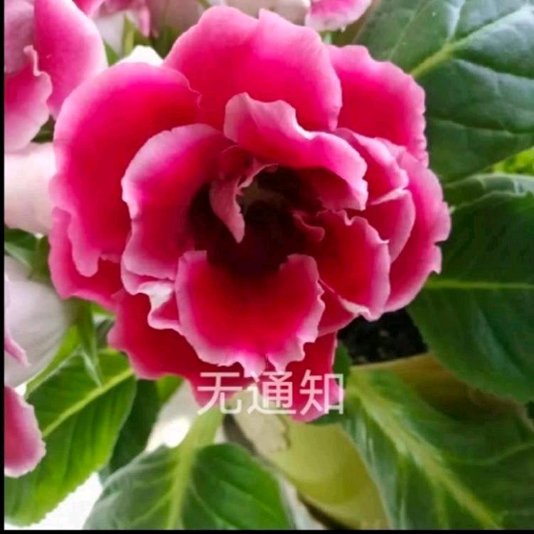 开朗9811