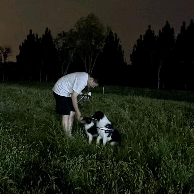 龙