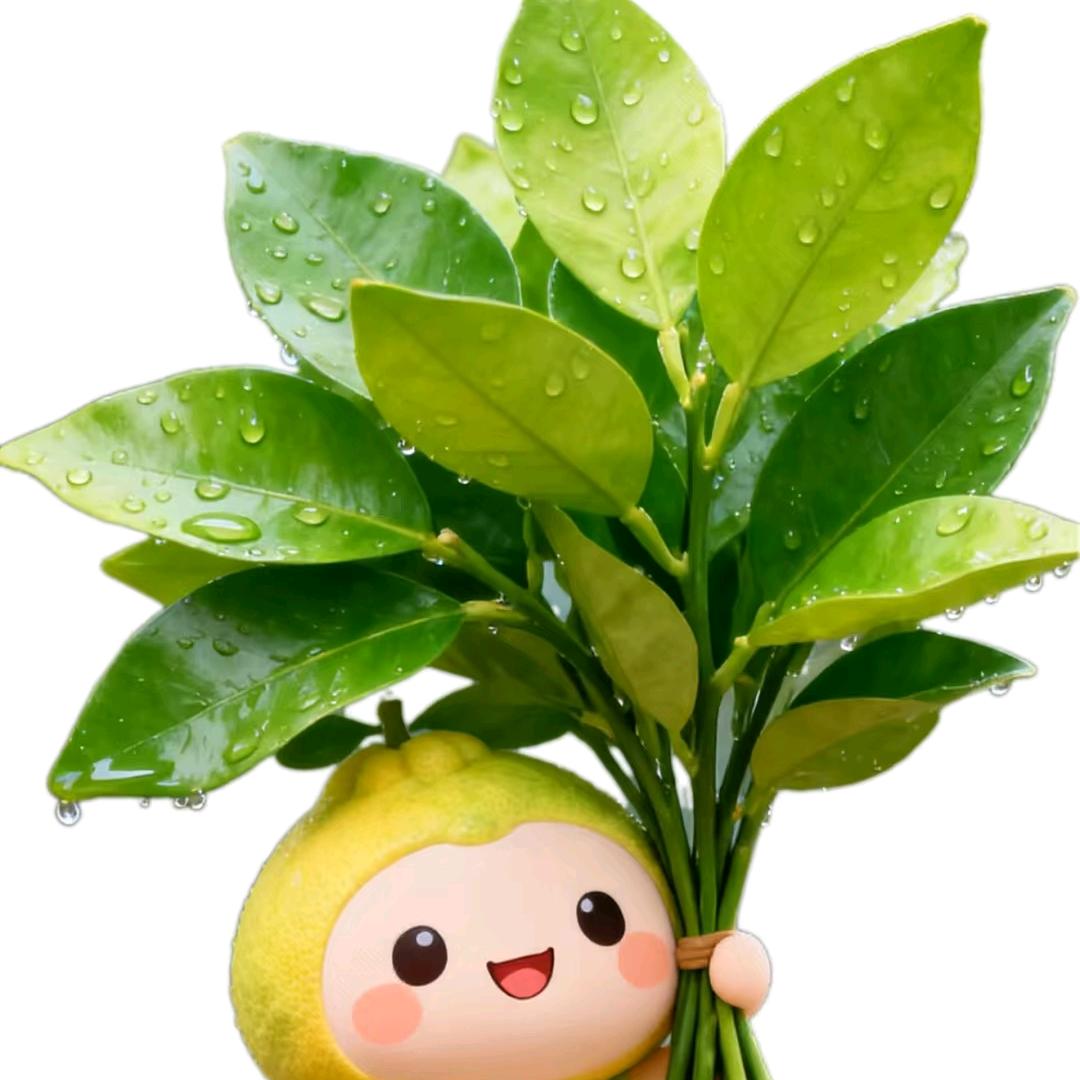 🍋美檬成真