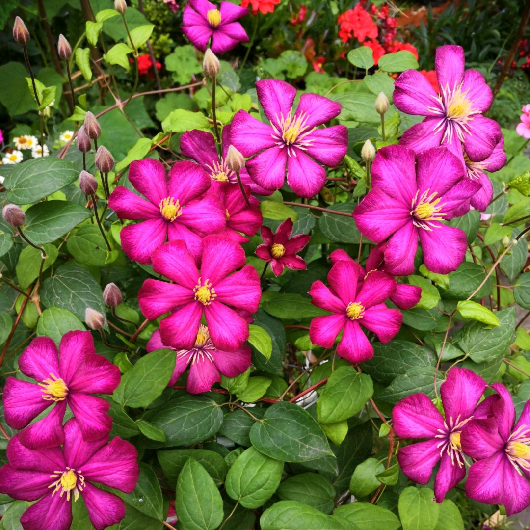 小圆（努力涨粉中）