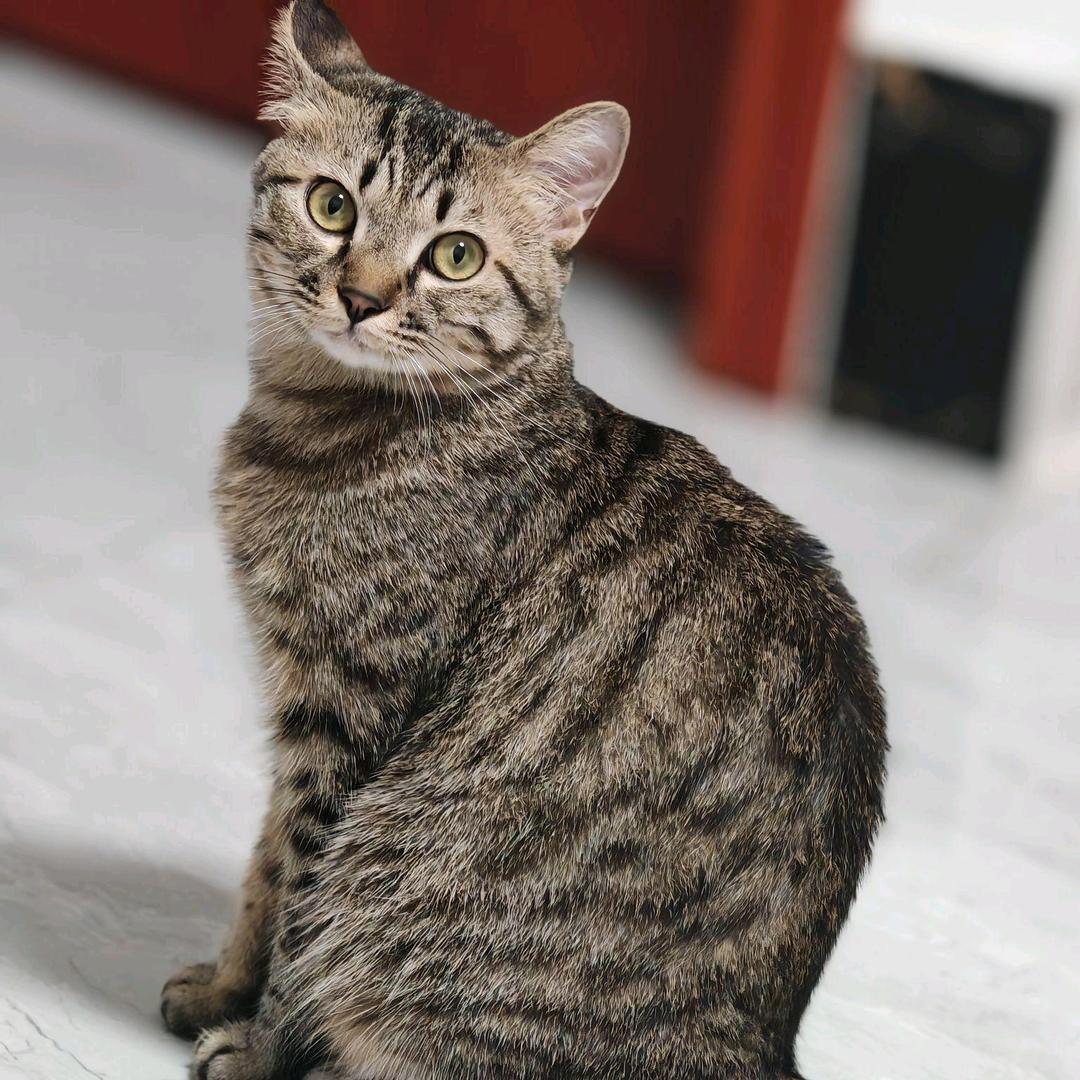 狸小喵猫砂