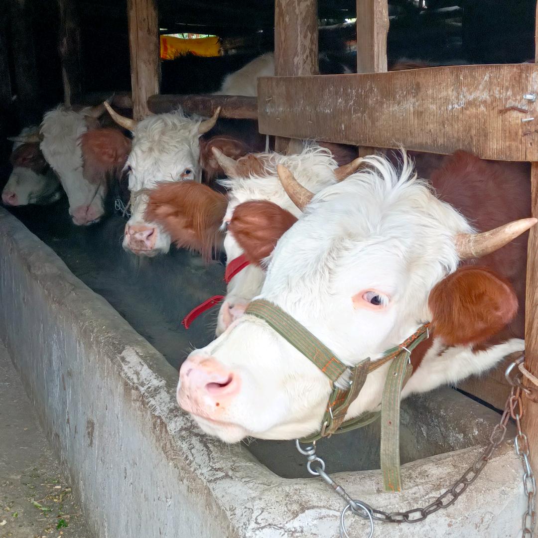 欢欢🐂田园🐐养殖