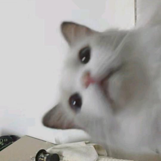 竹子
