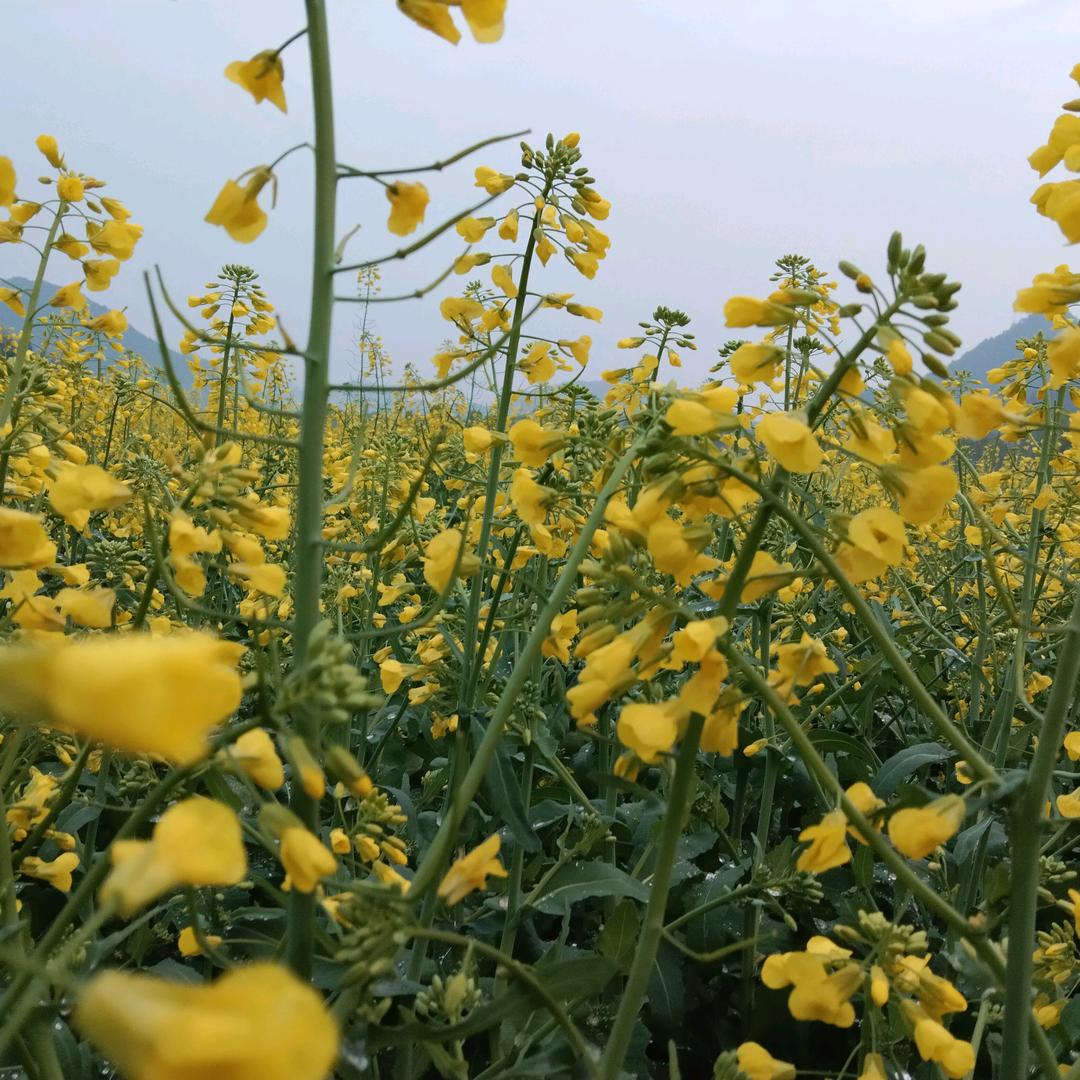 小黄花