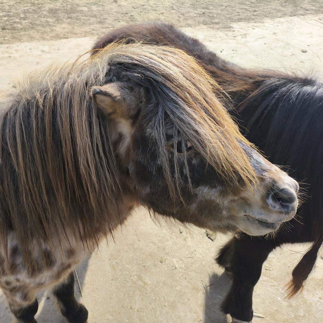 灰太狼