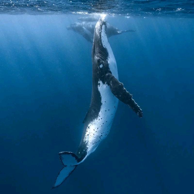 SSWW佛山浪鲸瓷砖