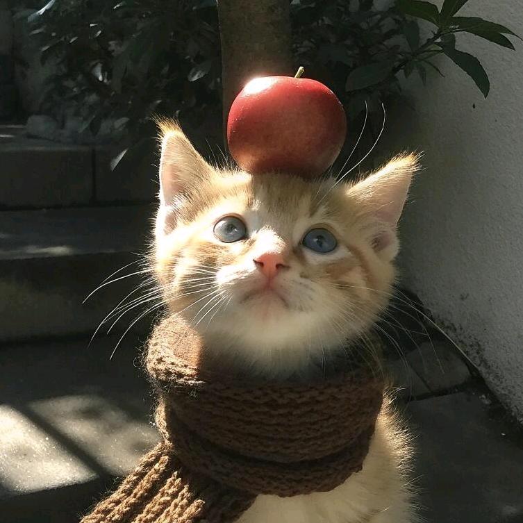 蓓啊蓓（见过邓紫棋两次）