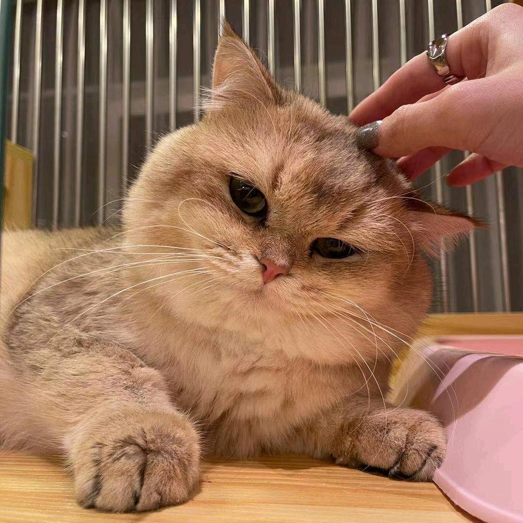 慈溪家有喵宝平价猫舍