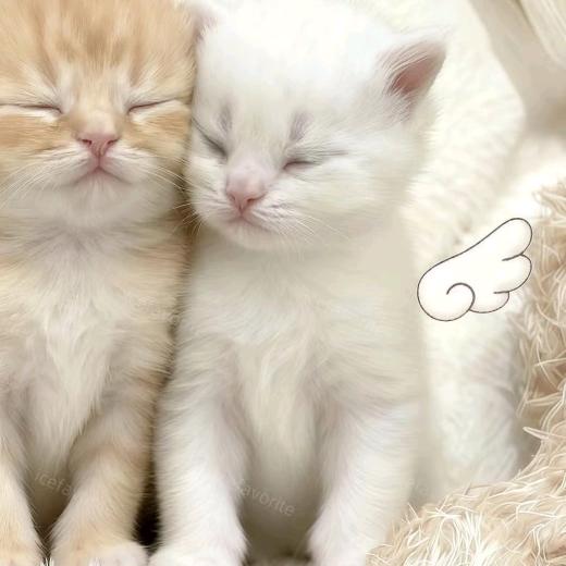 纯度猫