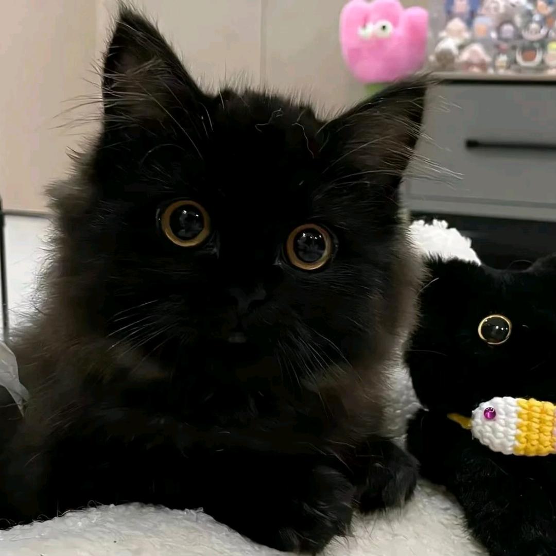 迅猛龙