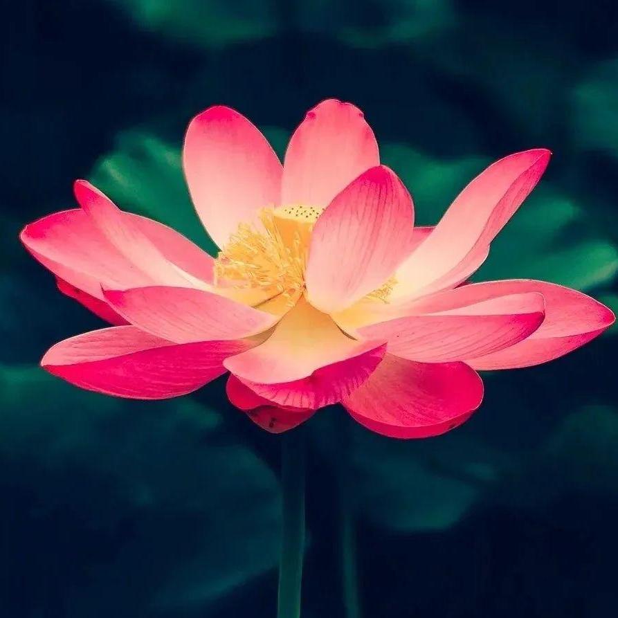 用户946378165766859985